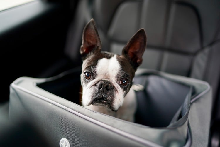 Autositze Hunde Vorteile Hundehaare Auto entfernen