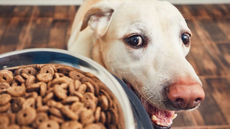 Epilepise beim Hund welche Ernährung Keto Diät für Hunde Vorteile