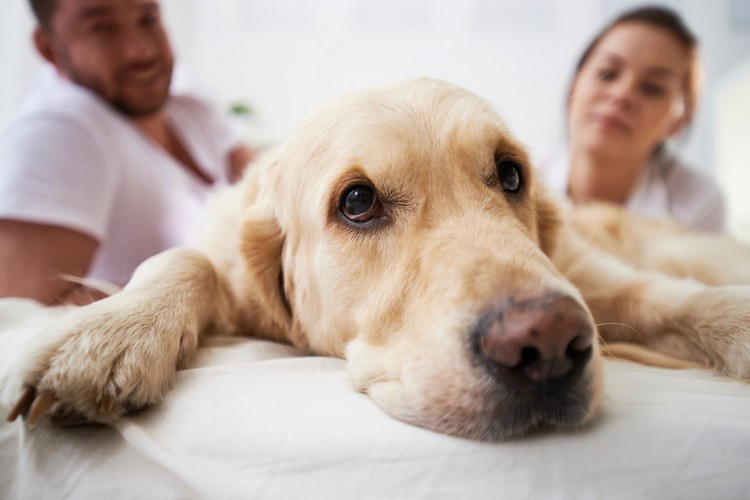 Epilepsie beim Hund Ernährung umstellen ist die Keto Diät für Hunde geeignet