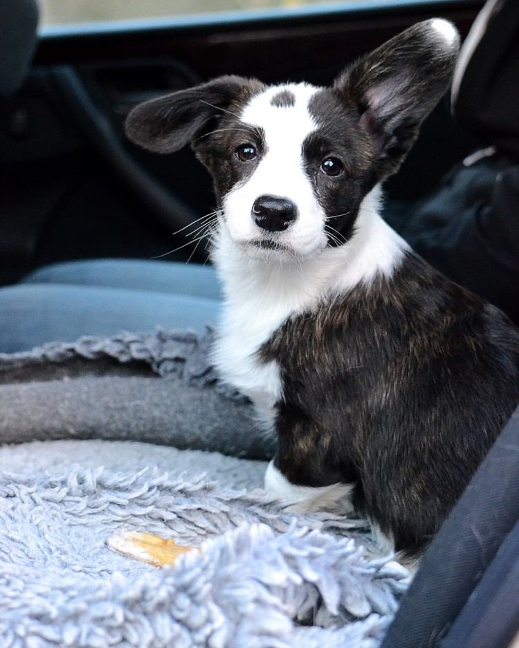 Hundehaare Auto entfernen Autositze für Hunde gegen Tierhaare