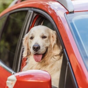 Hundehaare entfernen Auto Hausmittel Weichspüler Lösung gegen Tierhaare