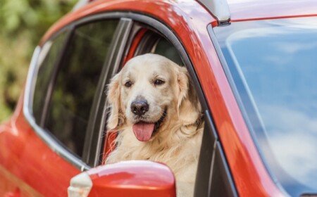 Hundehaare entfernen Auto Hausmittel Weichspüler Lösung gegen Tierhaare