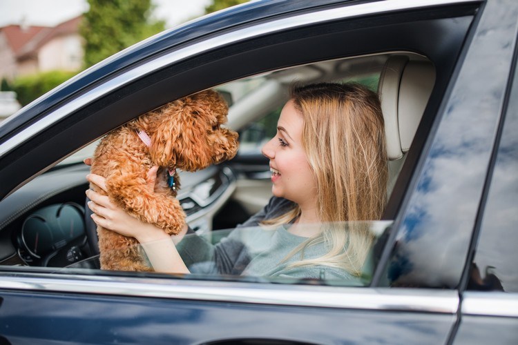 Hundehaare im Auto vermeiden Tipps wie oft Hund bürsten Autositze Hunde sicher