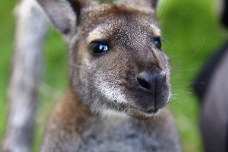 Kängurus können mit Menschen kommunizieren Wildleben in Australien