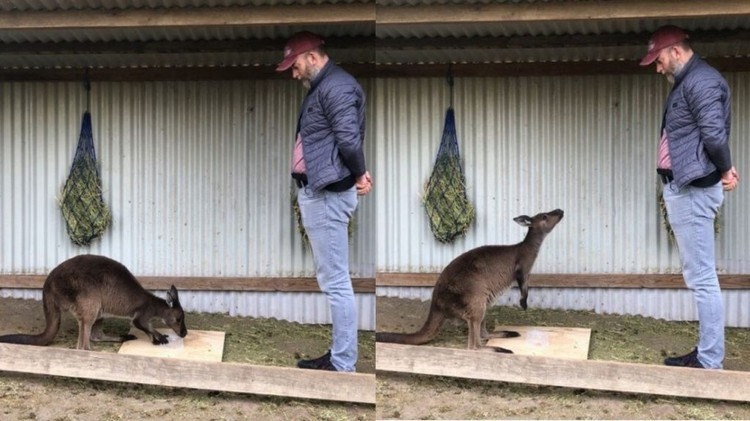 Wildleben in Australien Kängurus in Tierschutzparks mit Menschen sprechen