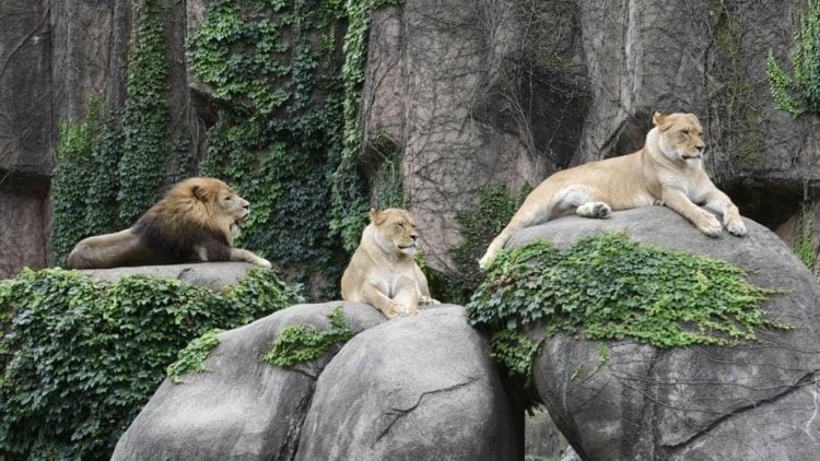 Zoo und Tierpark mit Live Kameras besuchen trotz Lockdown oder bei schlechtem Wetter