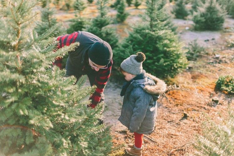 echte Weihnachtsbäume kaufen Vorteile und Umweltfreundlichkeit