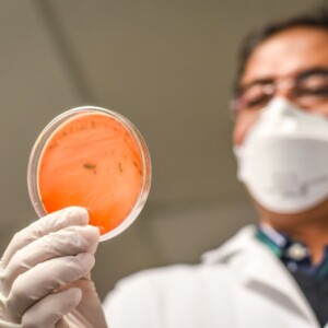 forscher analysiert durch biotechnik erzeugte pathogene bakterien im reagenzglas