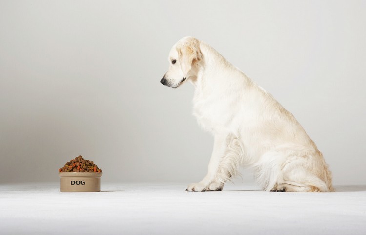 ist die Keto Diät für Hunde geeignet Hundeernährung bei Krebs