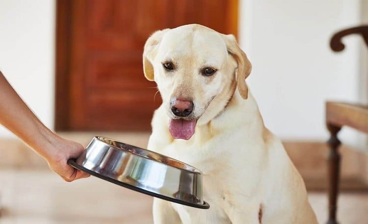 ist die Keto Diät für Hunde gefährlich Epilepsie beim Hund behandeln