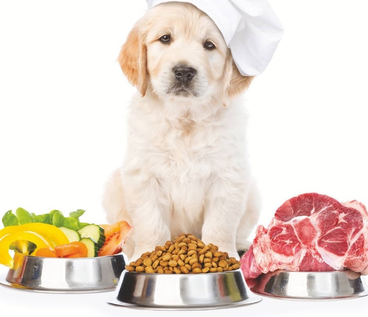 kohlenhydratarme Hundeernährung Vorteile ist die Keto Diät für Hunde geeignet