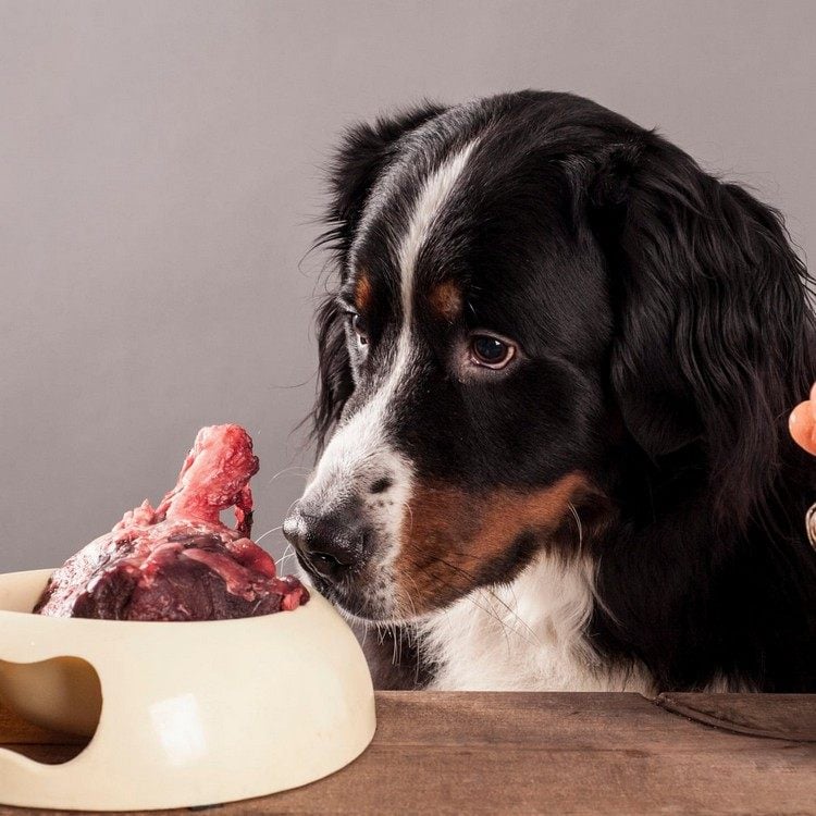 kohlenhydratarme Hundeernährung bei Epilepsie Keto Diät für Hunde Vorteile