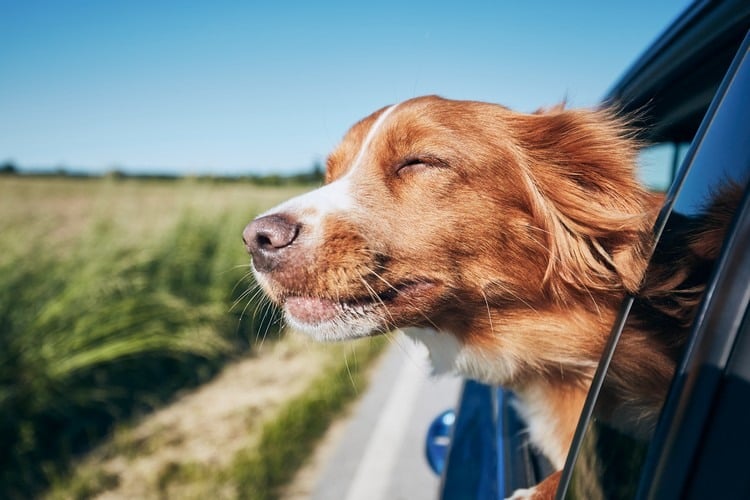 wie Hundehaare aus Auto entfernen Autositze Hunde sicher