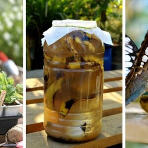 Bananenschalen zu Dünger verarbeiten und andere Anwendungen im Garten