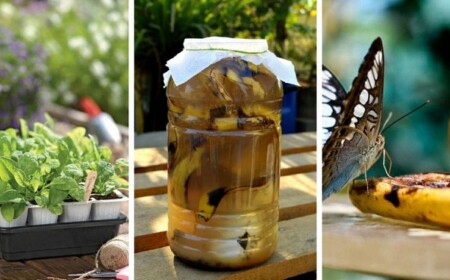 Bananenschalen zu Dünger verarbeiten und andere Anwendungen im Garten