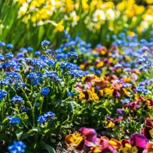 Blumen im Garten Wachstum beschleunigen