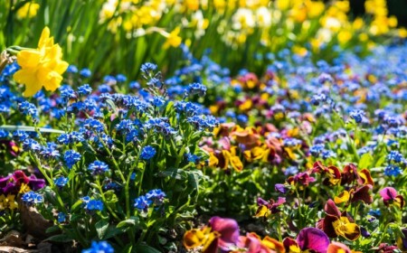 Blumen im Garten Wachstum beschleunigen