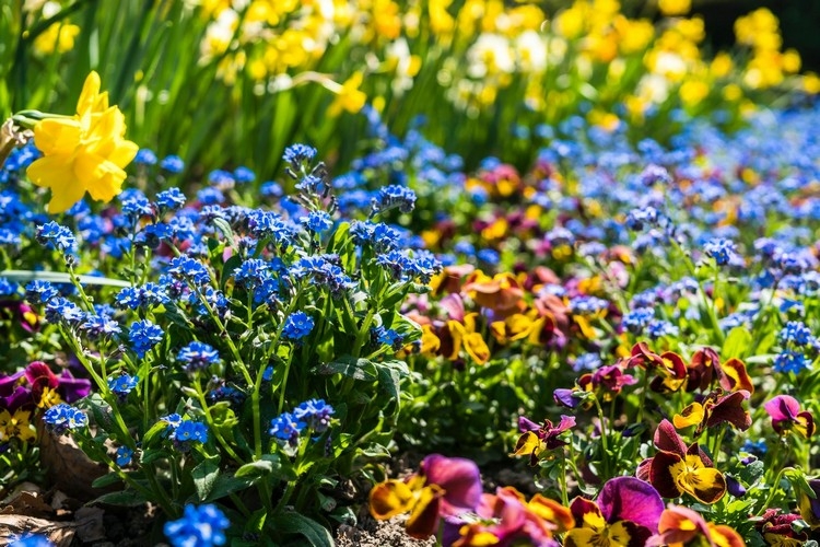 Blumen im Garten Wachstum beschleunigen