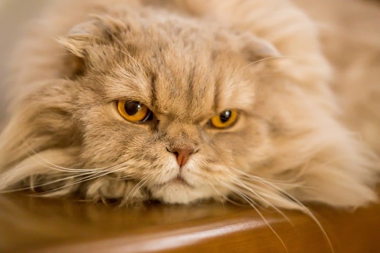 CBD Öl für Katzen bei stimmungsbedingten Störungen