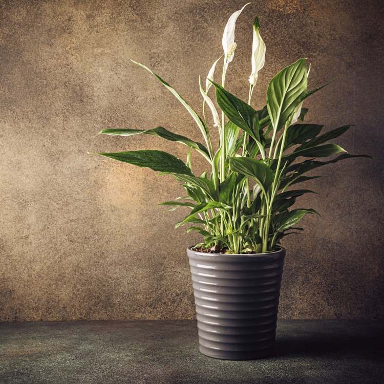 Einblatt (Spathiphyllum) sorgt für ideale Luftfeuchtigkeit