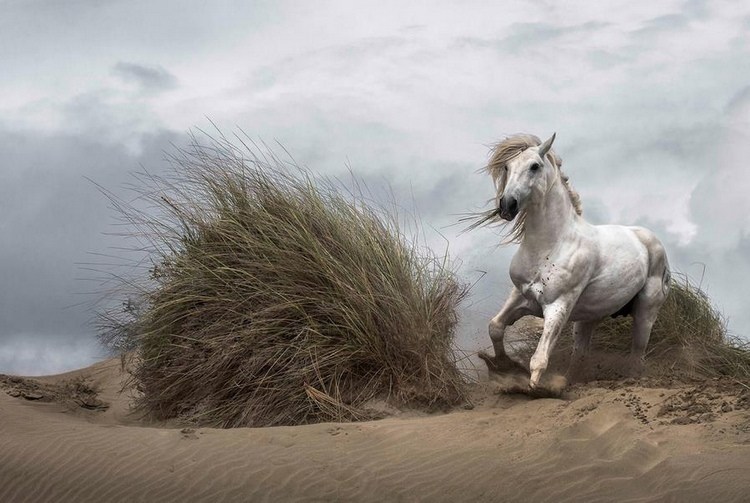 Fototapete Strand mit Gräsern und einem weißen Pferd