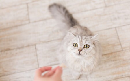 Graue Katze bekommt Leckerli mit CBD Öl