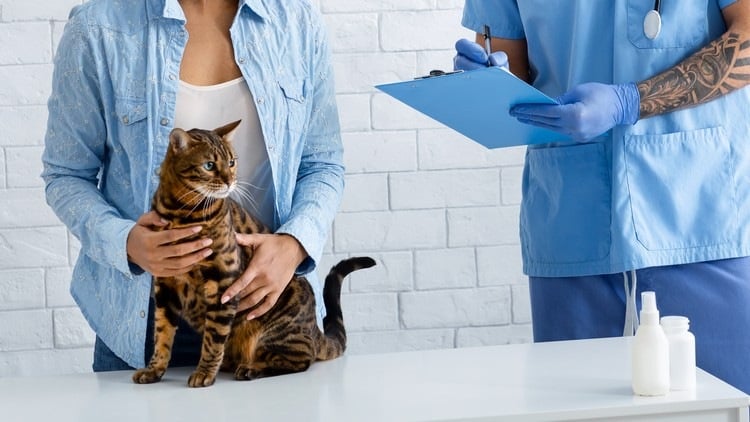 Katze während Untersuchung beim Tierarzt