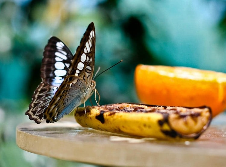 Schmetterlinge anlocken mit Bananenschalen