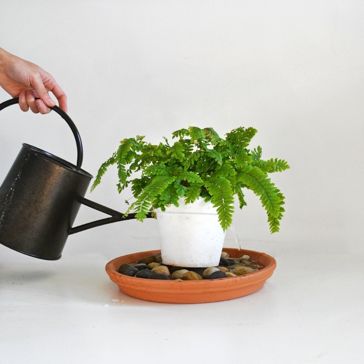 Pflanzen luftbefeuchter - Nehmen Sie unserem Testsieger