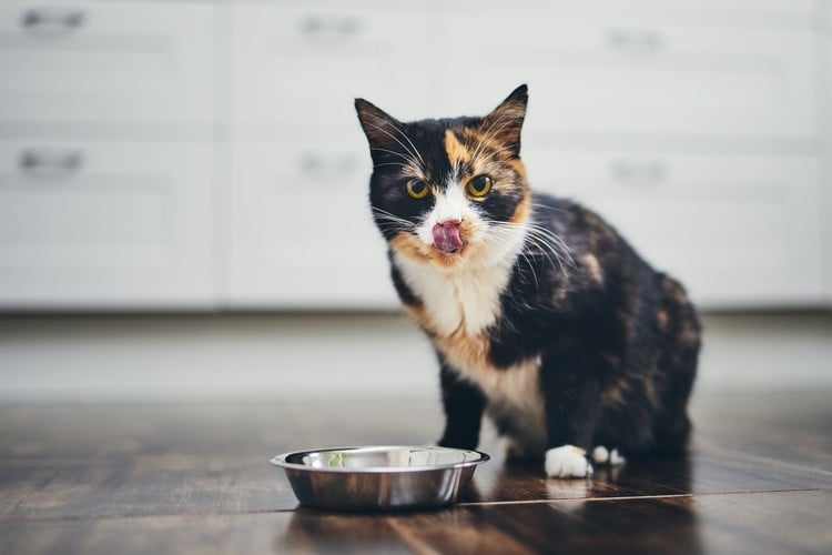 Wie CBD Öl bei Katzen verabreichen mit Nahrung