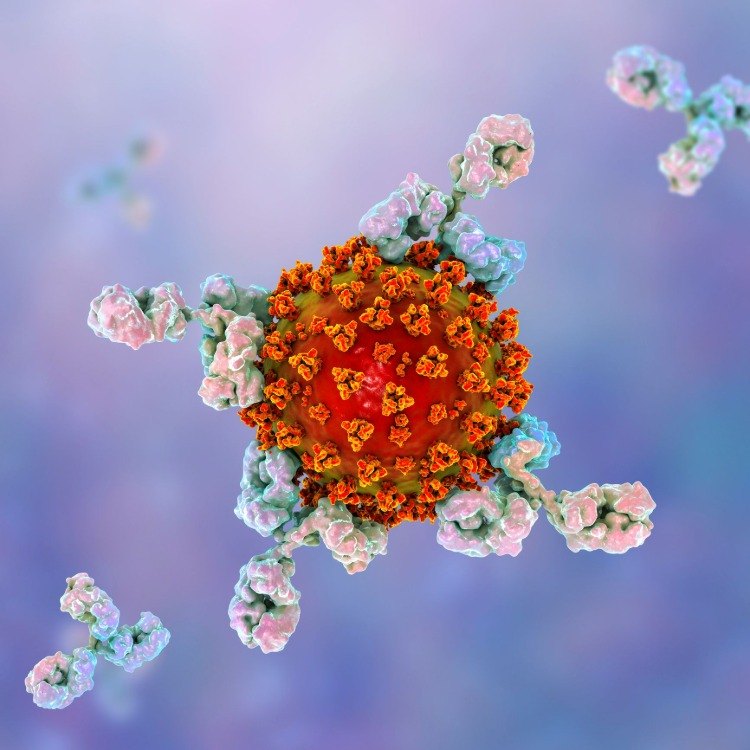 corona antikörper testen und immunantwort bei entwicklung vom impfstoff gegen covid 19 analysieren