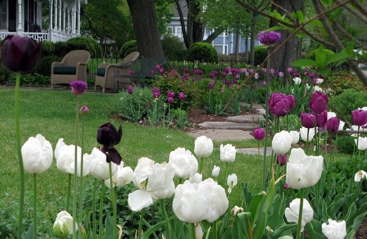 Blumenbeet in Lila und Weiß Tulpen