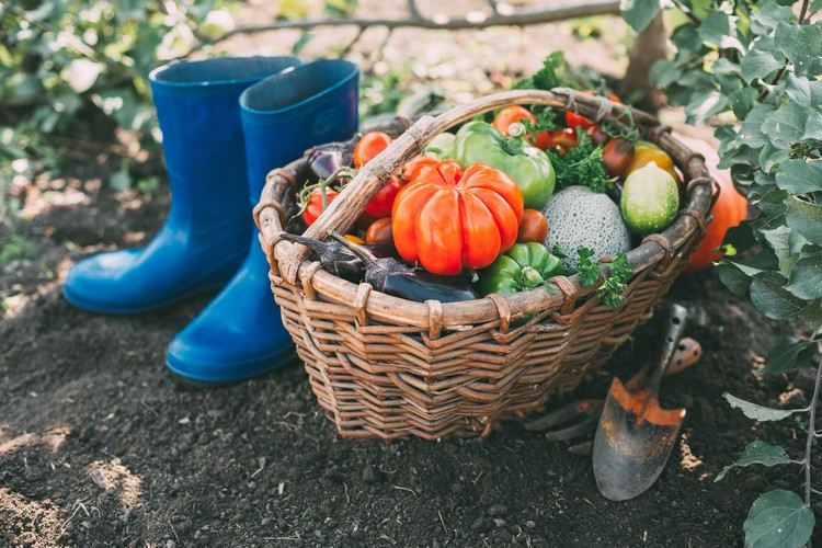 Gärtnern gesunde Lebensweise Gemüse anbauen