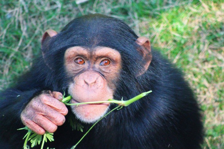 HIV bei Affen gefunden unschädliche Mutation