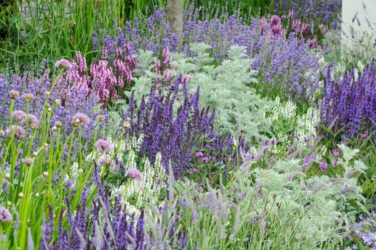 Naturgarten Blumenbeet in Lila und Weiß Lavendel