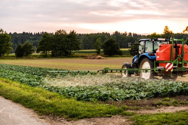 Traktor beim Sprühen von Pestiziden auf einem Kohlfeld