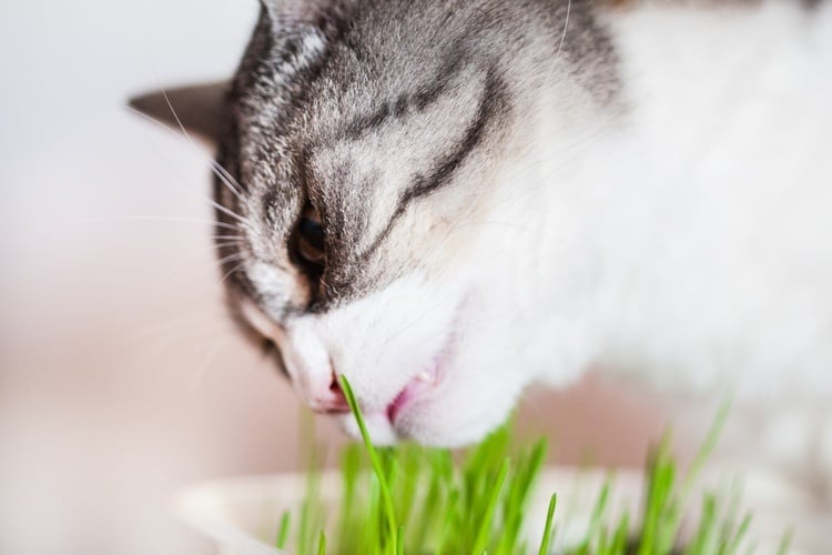 katzen mögen es frisches grün zu fressen