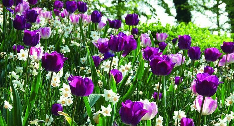 lila Tulpen und weiße Narzissen fürs Blumenbeet im Frühling