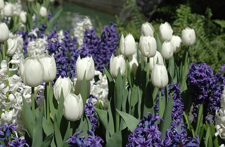 weiße Tulpen und dunkellila Hyazinthen kombinieren