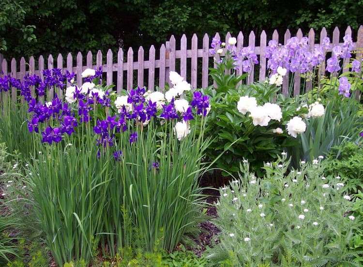 weiße und lilafarbene Blumen und Stauden für den Garten