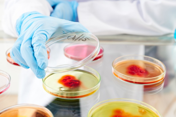 wissenschaftler untersucht isolate von bakterien gegen hautentzündungen im labor