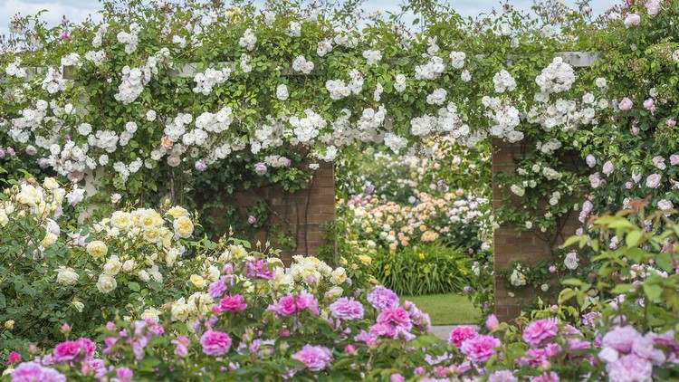 Blumenbeet im Landhausgarten anlegen Rosen Pflege