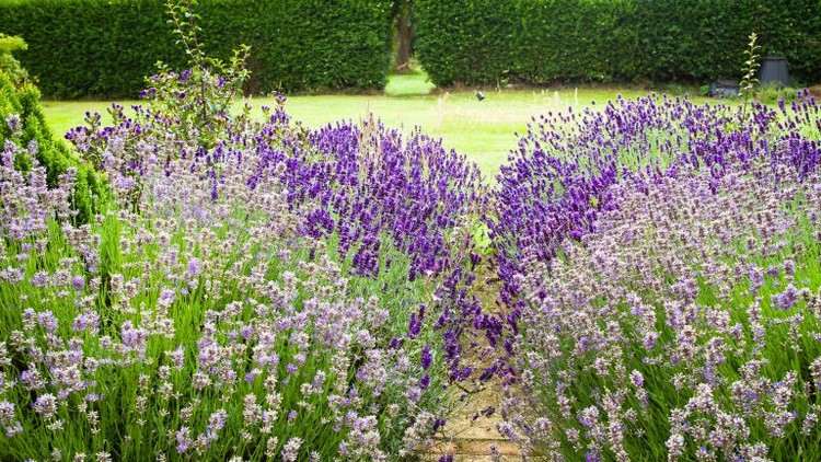 Blumenbeet im Landhausgarten mit Lavendel am Rand pflanzen