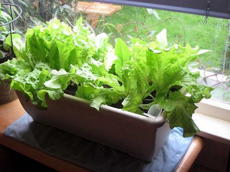 Blumenkasten mit Salatpflanzen am Fenster platzieren