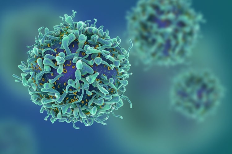 CD8 + T-Zellen Funktion auch bei Virusvarianten aktiv