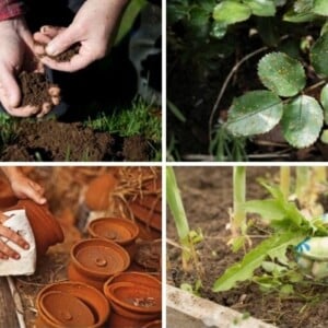 Essig im Garten anwenden Tipps für den Hobby Gärtner