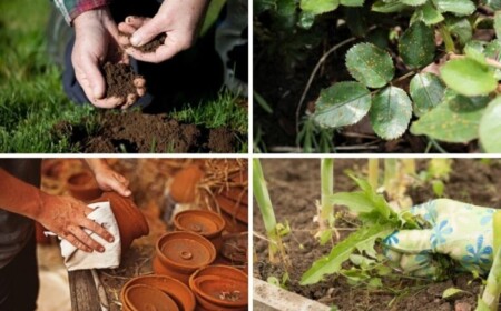 Essig im Garten anwenden Tipps für den Hobby Gärtner