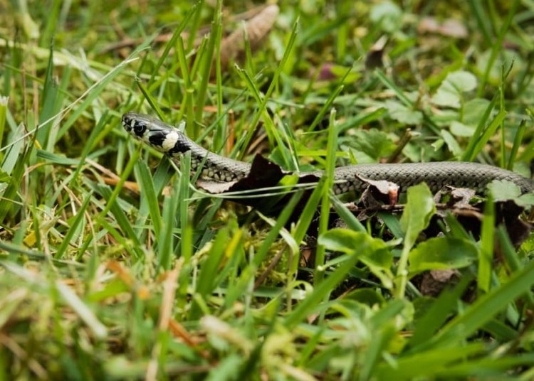 Essig im Garten anwenden um Schlangen fernzuhalten