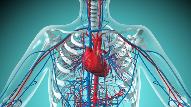 Herz-Kreislauf-System wird in Ausnahmesituationen vom Gehirn reguliert