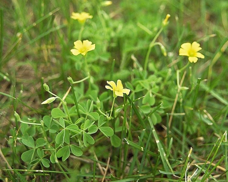Horn-Sauerklee (Oxalis) - Unkraut mit gelben Blüten im Rasen
